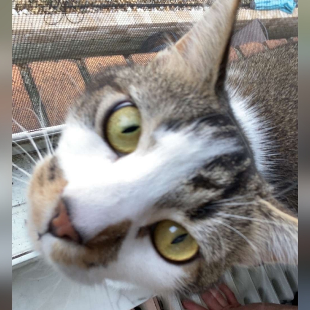 🩷Basic info and background🩷 - Picture 4 of 12